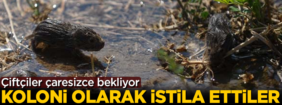 Koloni olarak gelip istila ettiler! Çiftçiler çaresiz bekliyor