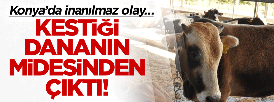 Konya’da inanılmaz olay… Kestiği dananın midesinden çıktı!