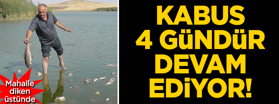 Konya'da korkutan balık ölümleri! Mahalleli 4 gündür ayakta