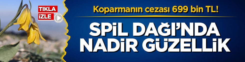 Koparmanın cezası 699 bin TL! Spil Dağı’nda nadir güzellik