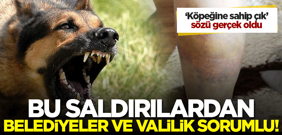 'Köpeğine sahip çık' sözü, gerçek oldu! Sahipsiz köpeklerin saldırısından belediyeler ve valilik sorumlu!