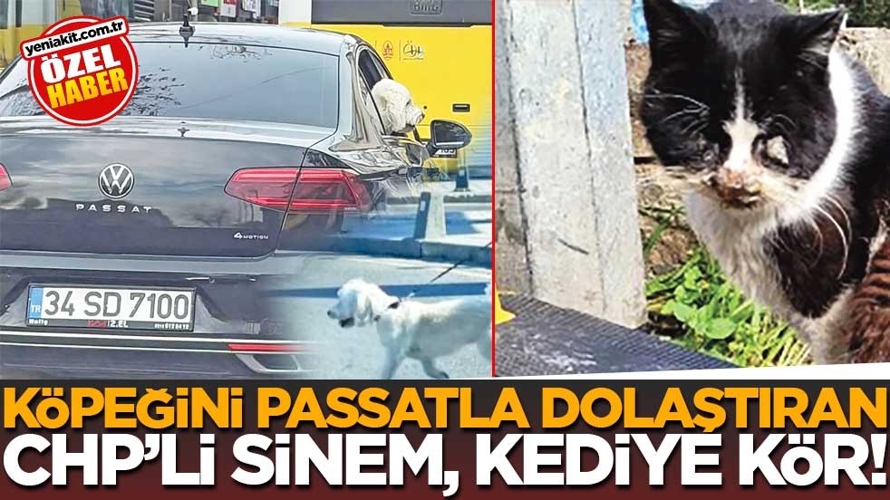 Köpeğini Passatla dolaştıran CHP’li Sinem, kediye kör!