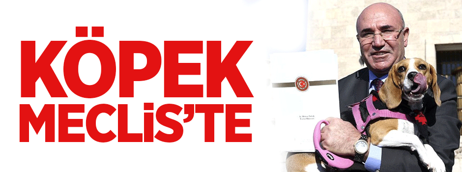 Köpek Meclis’te!