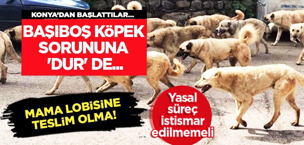 Köpek sorununa 'dur' de" yürüyüşü! Türkiye için: 'Başıboş köpek sorununa' tepki yorumları yapıldı!