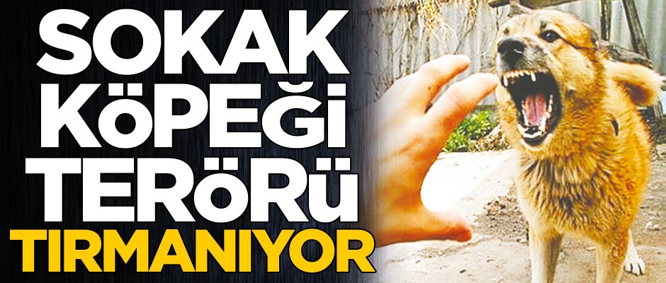 Köpek terörü!