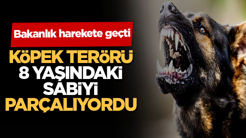 Köpek terörü 8 yaşındaki sabiyi parçalıyordu! Bakanlık harekete geçti