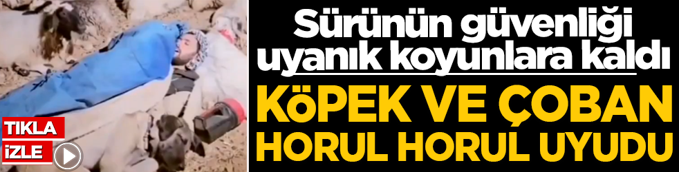 Köpek ve çoban horul horul uyudu: Sürünün güvenliği uyanık koyunlara kaldı! Milyonlarca izlenme alan videoya esprili yorumlar yağdı