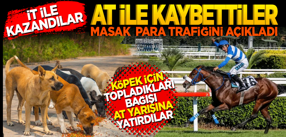  Köpekle kazandılar at ile kaybettiler! Hayvanseverlerden toplanan paralar at yarışına verilmiş