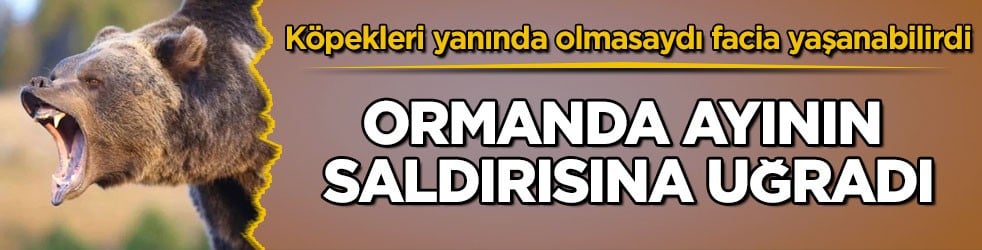 Köpekleri yanında olmasaydı facia yaşanabilirdi! Ormanda ayının saldırısına uğradı