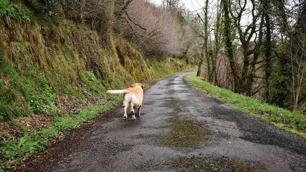 Köpeklerin eve dönüş sırrı çözüldü: Yollarını nasıl buldukları ortaya çıktı
