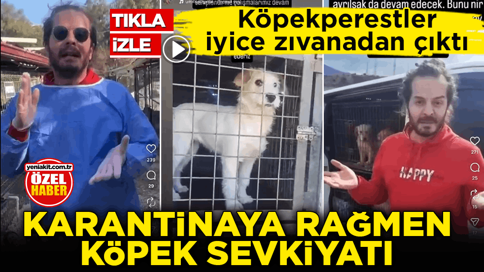 Köpekperestler iyice zıvanadan çıktı! Karantinaya rağmen köpek sevkiyatı