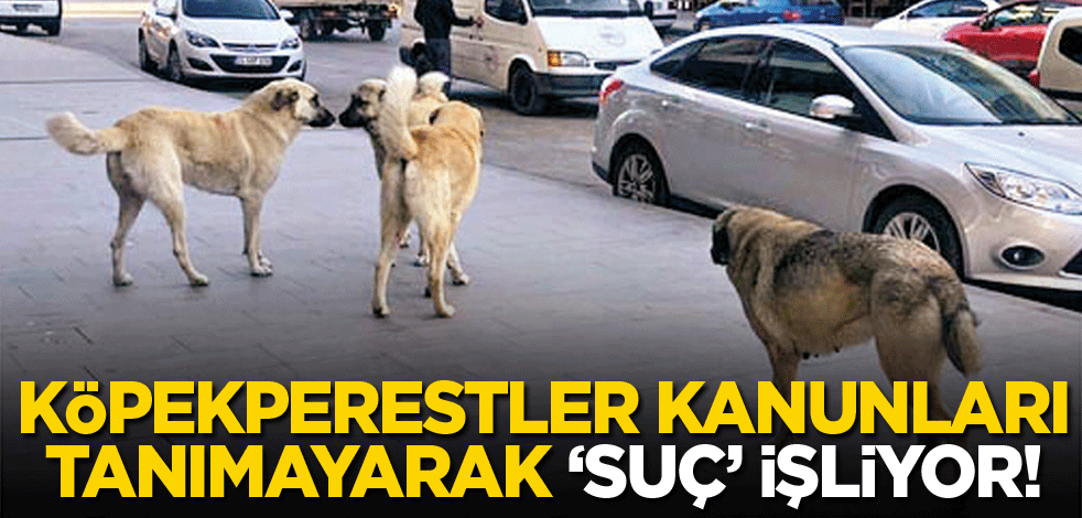 Köpekperestler kanunları tanımayarak ‘suç’ işliyor!