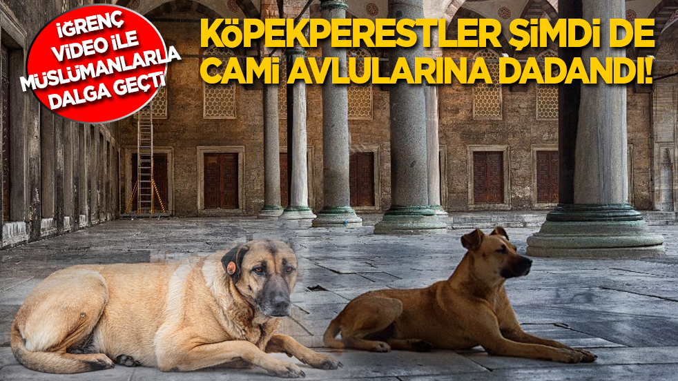Köpekperestler şimdi de cami avlularına dadandı! İğrenç video ile Müslümanlarla dalga geçti