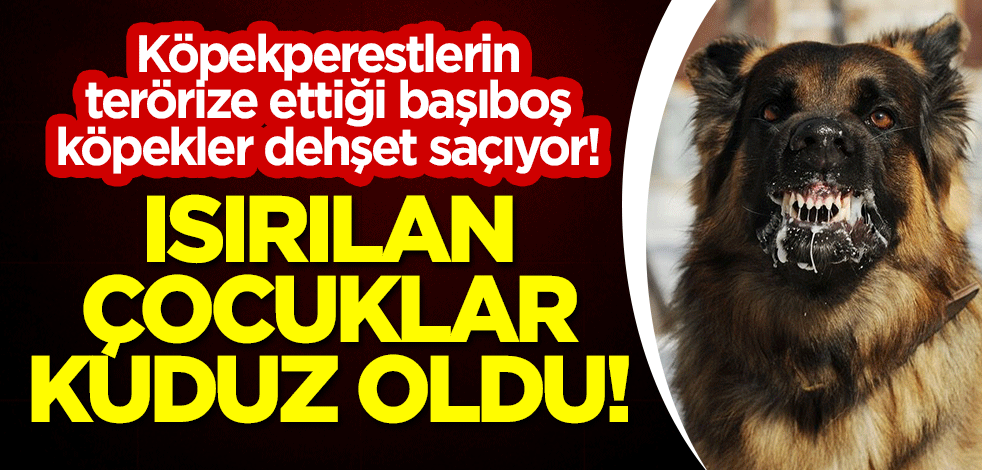 Köpekperestlerin terörize ettiği başıboş köpekler dehşet saçıyor! Isırılan çocuklar kuduz oldu!