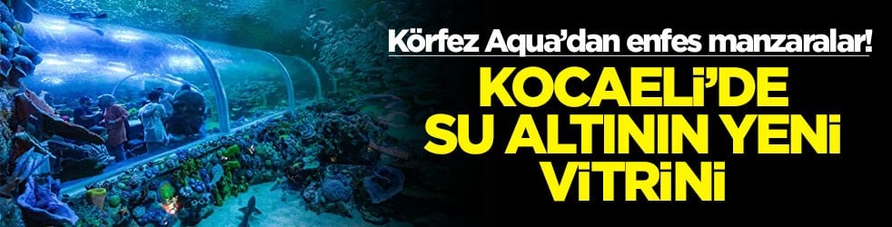 Körfez Aqua’dan enfes manzaralar! Kocaeli'de su altının yeni vitrini
