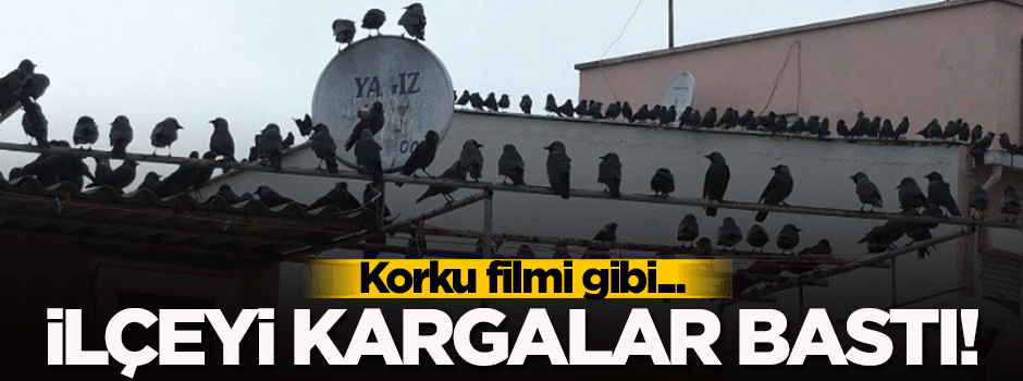 Korku filmi gibi! Tüm ilçeyi işgal ettiler...