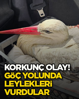 Korkunç olay! Göç yolunda leylekleri vurdular