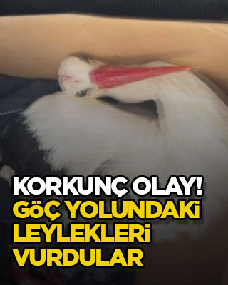 Korkunç olay! Göç yolundaki leylekleri vurdular