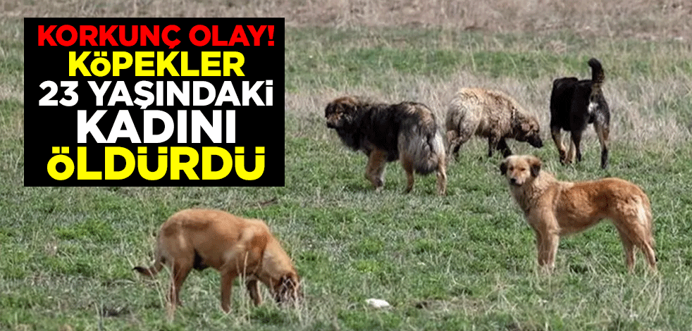 Korkunç olay! Köpekler 23 yaşındaki kadını öldürdü