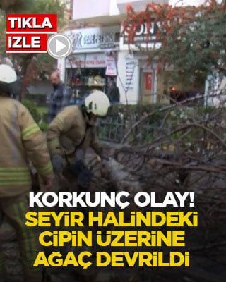 Korkunç olay! Seyir halindeki cipin üzerine ağaç devrildi