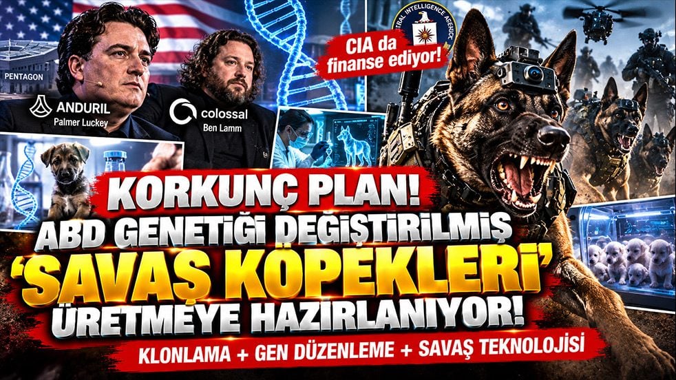 Korkunç plan! ABD genetiği değiştirilmiş "savaş köpekleri" üretmeye hazırlanıyor