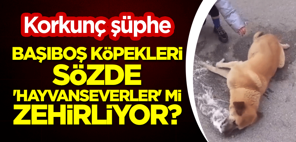 Korkunç şüphe: Başıboş köpekleri sözde hayvanseverler mi zehirliyor?