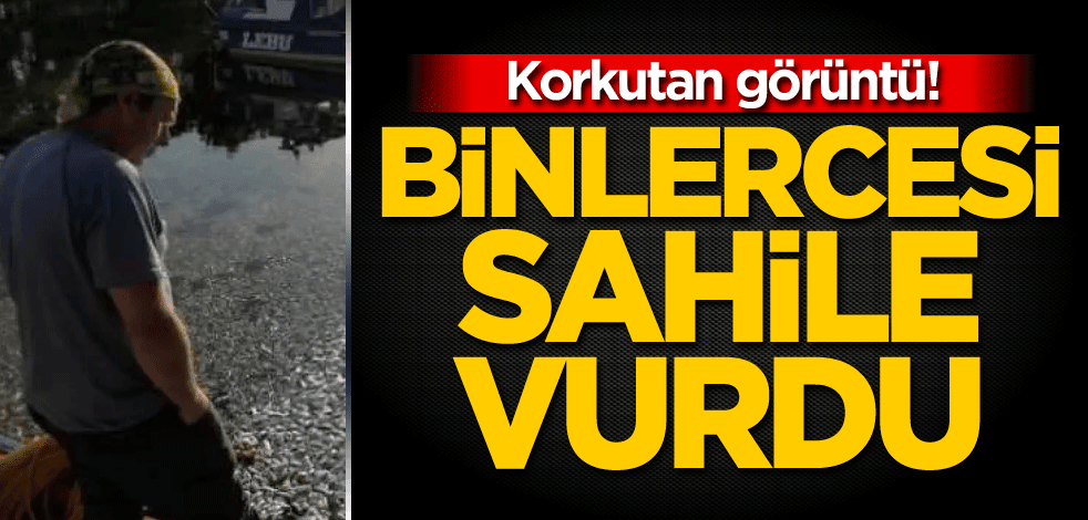 Korkutan görüntü! Binlercesi sahile vurdu