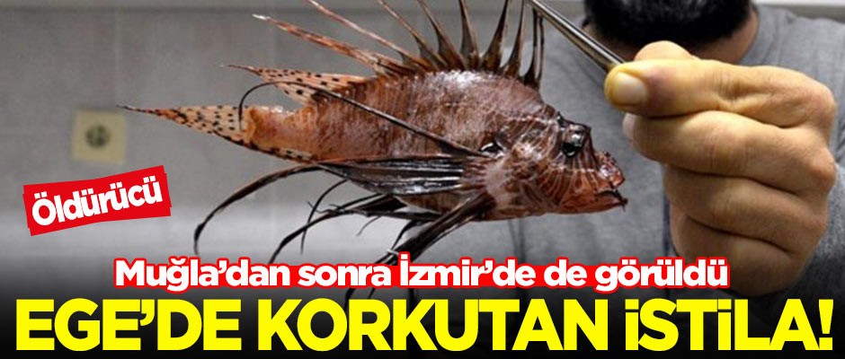 Korkutan istila! Bodrum ve Marmaris'ten sonra İzmir'de de görüldü