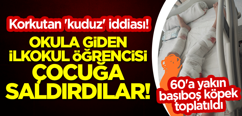 Korkutan 'kuduz' iddiası! Okula giden ilkokul öğrencisi çocuğa saldırdılar! 60'a yakın başıboş köpek toplatıldı