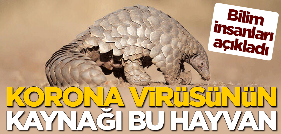 Korona virüsünün kaynağı açıklandı! Bilim insanlar o hayvan türüne dikkat çekti