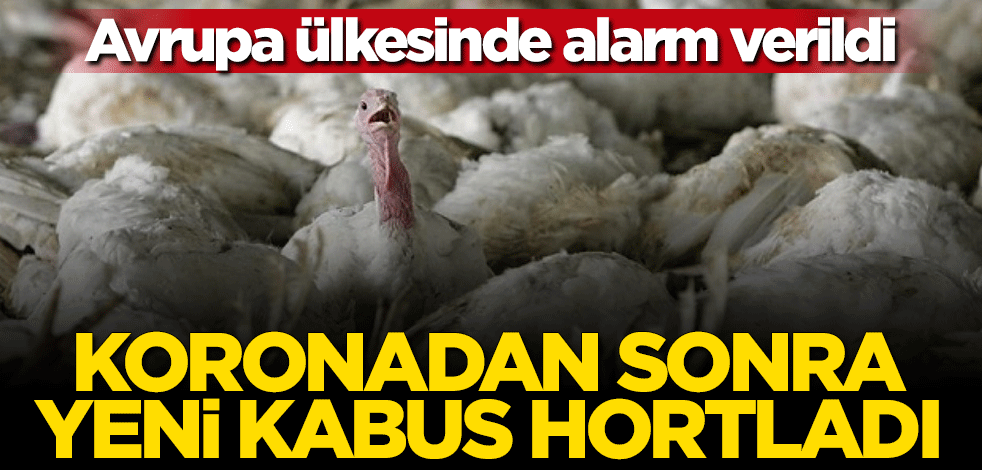Koronadan sonra yeni kabus hortladı... 100 binden fazla tavuk itlaf edildi