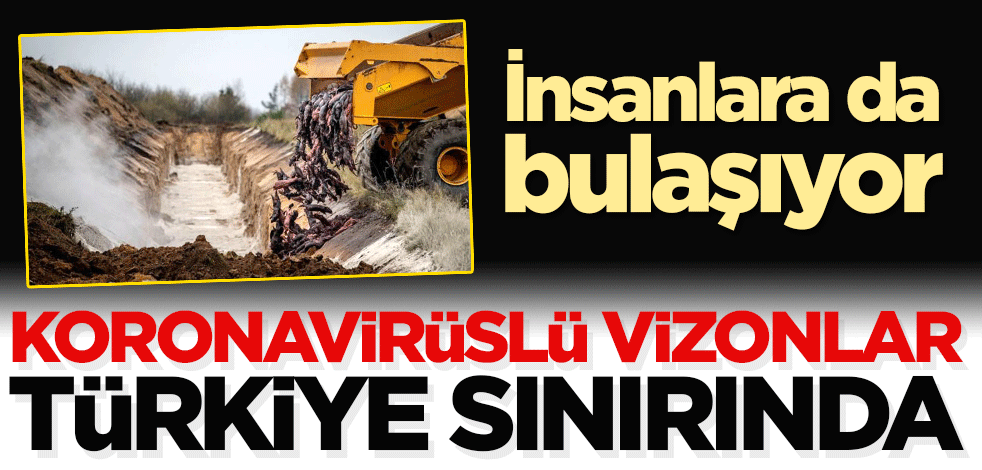 Koronavirüslü vizon Türkiye sınırında! İnsanlara da bulaşıyor