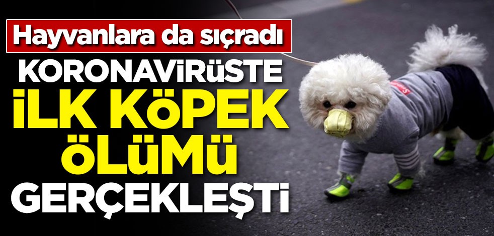 Koronavirüste ilk köpek ölümü gerçekleşti