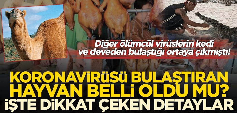 Koronavirüsü bulaştıran havyan belli oldu mu? Koronavirüs hangi hayvandan bulaşır? İşte detaylar