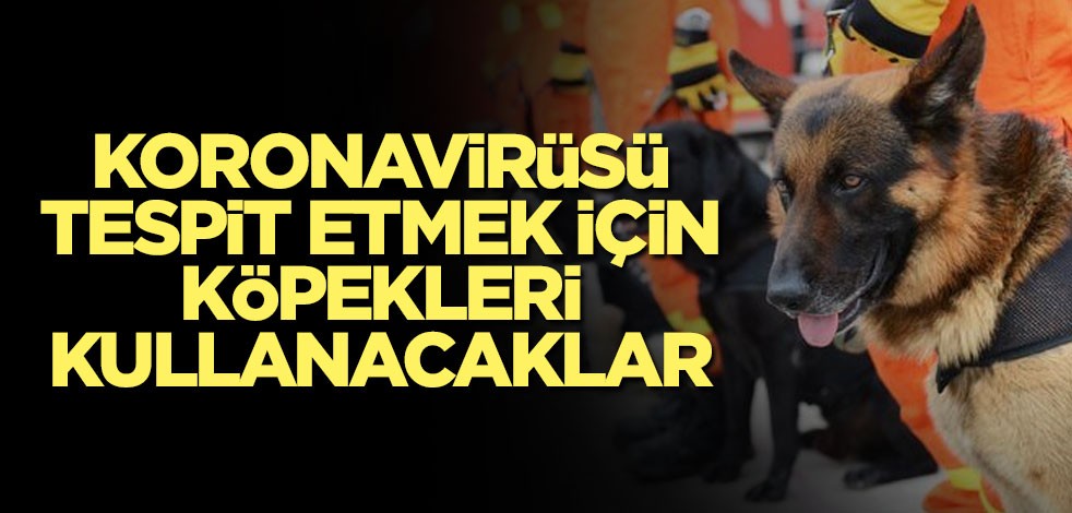 Koronavirüsü tespit etmek için köpekleri kullanacaklar