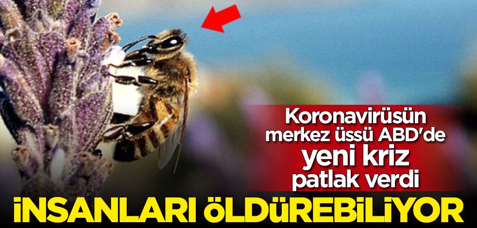 Koronavirüsün ardından ABD'de "katil arı" paniği başladı: İnsanları öldürebiliyor