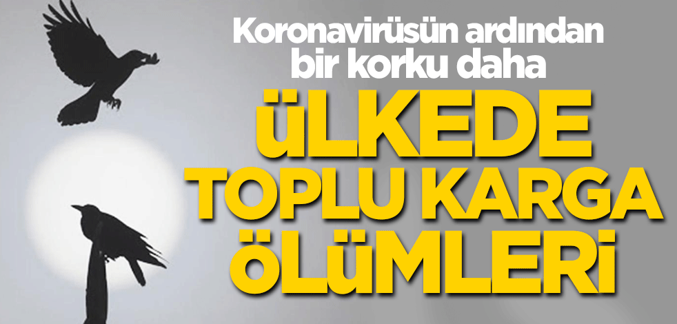 Koronavirüsün ardından bir korku daha! Ülkede toplu karga ölümleri