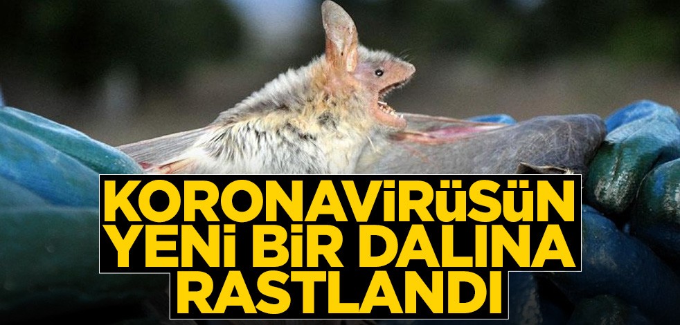 Koronavirüsün yeni bir dalına rastlandı