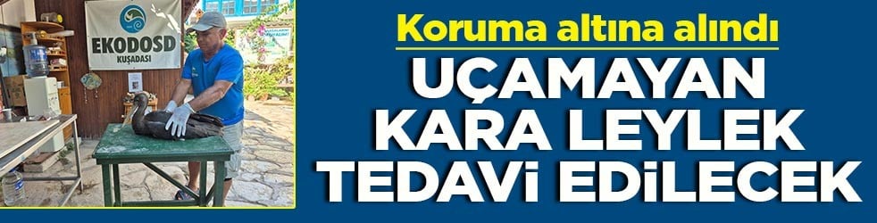 Koruma altına alındı Uçamayan Kara Leylek tedavi edilecek