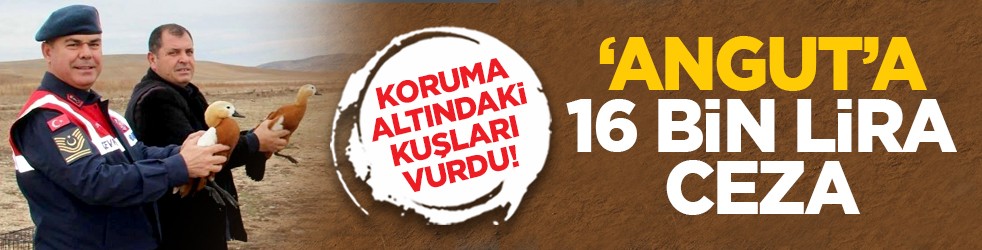 Koruma altındaki kuşları vurdu! ‘Angut’a 16 bin lira ceza