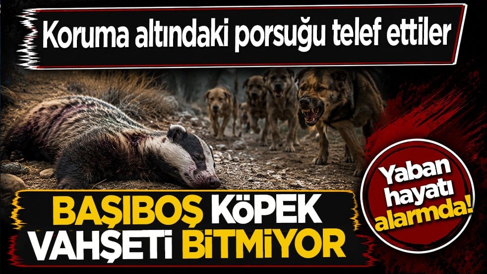 Koruma altındaki porsuğu telef ettiler! Başıboş köpek dehşeti bu kez yaban hayatı vurdu