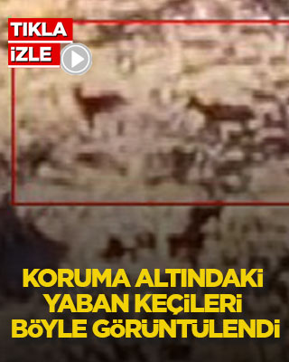Koruma altındaki yaban keçileri böyle görüntülendi