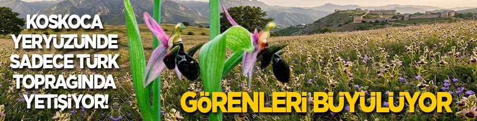 Koskoca yeryüzünde sadece bir Türk toprağında yetişiyor: Görenleri büyülüyor 