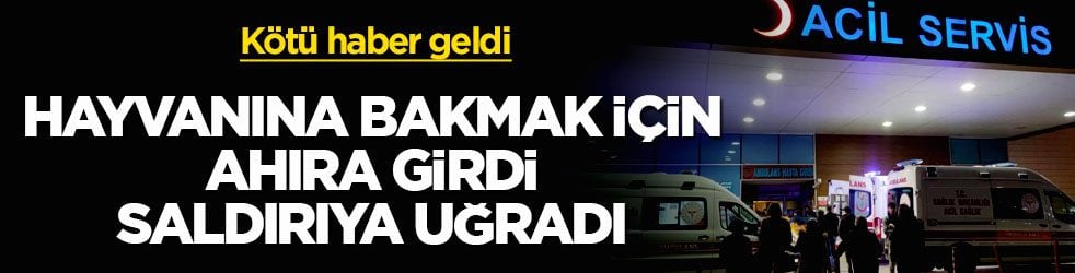 Kötü haber geldi! Hayvanına bakmak için ahıra girdi saldırıya uğradı