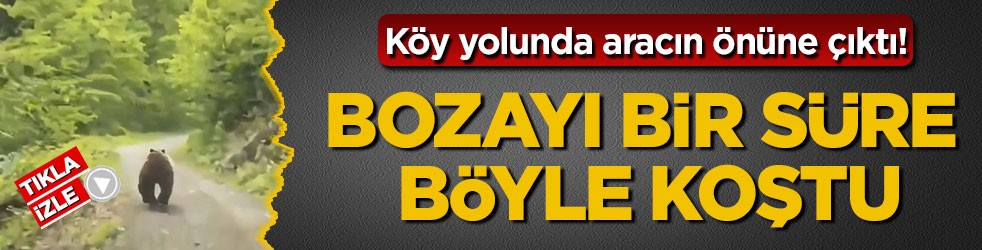Köy yolunda aracın önüne çıktı! Bozayı bir süre böyle koştu