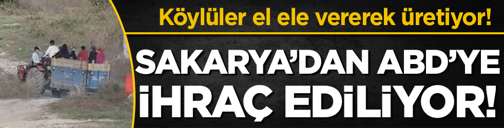 Köylüler el ele vererek üretiyor: Sakarya'dan ABD'ye ihraç ediliyor!