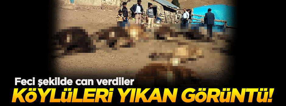 Köylüler karşılaştıkları manzara karşısında yıkıldı!