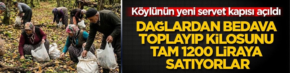 Köylünün yeni servet kapısı açıldı! Dağlardan bedava toplayıp kilosunu tam 1200 liraya satıyorlar
