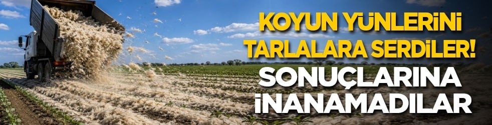 Koyun yünlerini tarlalara serdiler! Sonuçlar inanılmaz