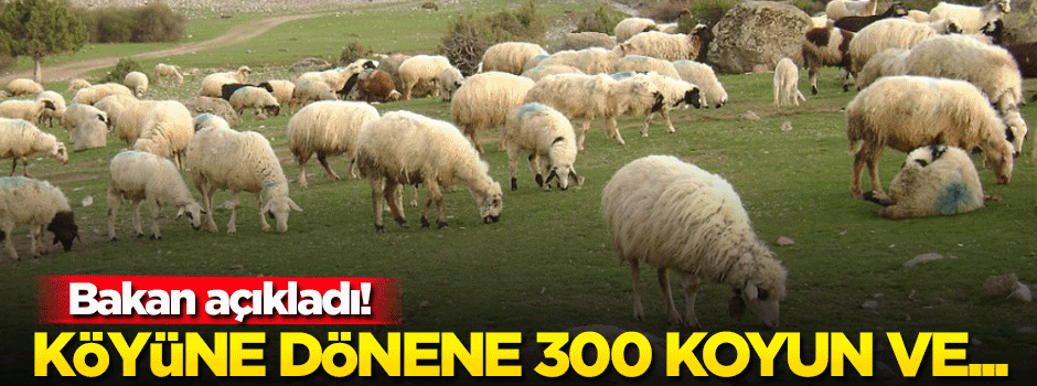 Köyüne geri dönene 300 koyun + maaş!